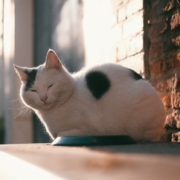 Харлемский кот Харлемский кот